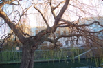 DSC_0106.JPG