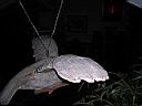 DSCN0455.JPG