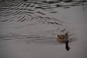 DSC_0604.jpg